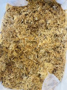 Musgo Marino Seco de Alta Calidad de Vietnam// Musgo Marino Irlandés Seco Dorado Más Vendido - Product Image 5