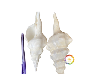 เปลือกหอยที่มีคุณภาพสูงในราคาที่แข่งขันได้สินค้าที่ดีสำหรับการตกแต่งจาก99ข้อมูลทอง - Product Image 1