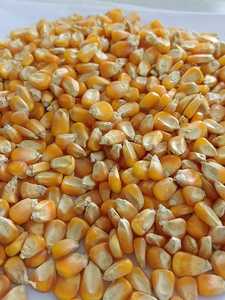 Ngô vàng-(thức ăn chăn nuôi) - Product Image 5