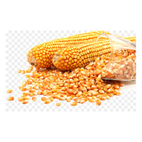 Maïs jaune non-OGM séché, glutineux, riche en protéines, naturel, en vrac, sain, durée de conservation de 2 ans, alimentation pour bétail, nourriture pour poulets