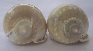 Phalium bandatum เปลือกหอยธรรมชาติขัดจากครอบครัว cassidae รูปแบบสัตว์ขนาดเล็กสำหรับเครื่องประดับ - Product Image 6