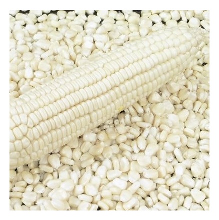 Лучшая цена, умеренные желтые и белые кукурузные зерна/кукурузные зерна, есть в наличии