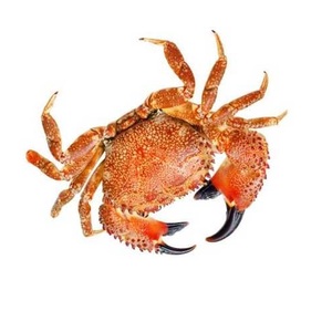 Patas de Cangrejo al por Mayor, Proveedor de Mariscos de Alta Calidad - Product Image 2