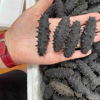 Concombre de mer séché à base de fumier d'ânes, de haute qualité, naturellement transformé, emballé sous vide, riche en collagène, meilleur prix