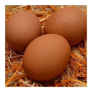 Huevos de gallina para incubar, frescos y fértiles, huevos de mesa redonda a la venta - Product Image 4