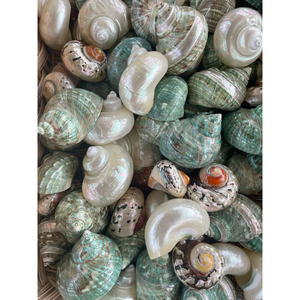 Concha de Caracol de Luna natural recién llegada colorida: hermosas e impresionantes conchas marinas rayadas, suministro barato - Product Image 1