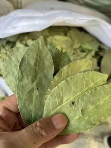 Feuilles de Laurier Vertes Entières Séchées 100% Biologiques, Épices Naturelles de Haute Qualité, Feuilles de Laurier Brutes pour la Cuisine, 50kg - Product Image 6