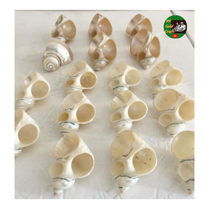 Anneaux de serviette en coquillage, accessoires de table en coquillage naturel, anneaux de serviette en coquille de conque, finition lisse et polie pour les organisateurs d'événements - Product Image 1