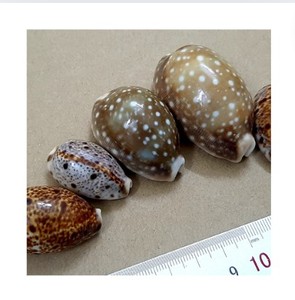 Coquillages polis de la collecte du Vietnam - Product Image 6