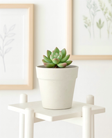 Pioneera Jardinières d'Intérieur Biodégradables pour Balcon & Jardin, Pots à Fleurs en Fibre de Riz pour Cactus & Utilisation en Pépinière