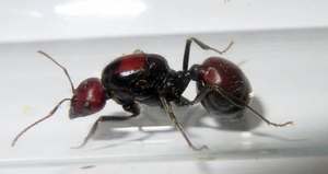 Messor cephalotes (มดผู้เก็บเกี่ยวชาวแอฟริกันยักษ์) - Product Image 6