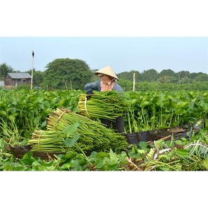 Wholesale Water Hyacinth <b>Basket</b> Round With Lid Natural Color Handmade <b>Storage</b> <b>Baskets</b> Wicker <b>Baskets</b> For Home Decor And Laundry - Product Image 6