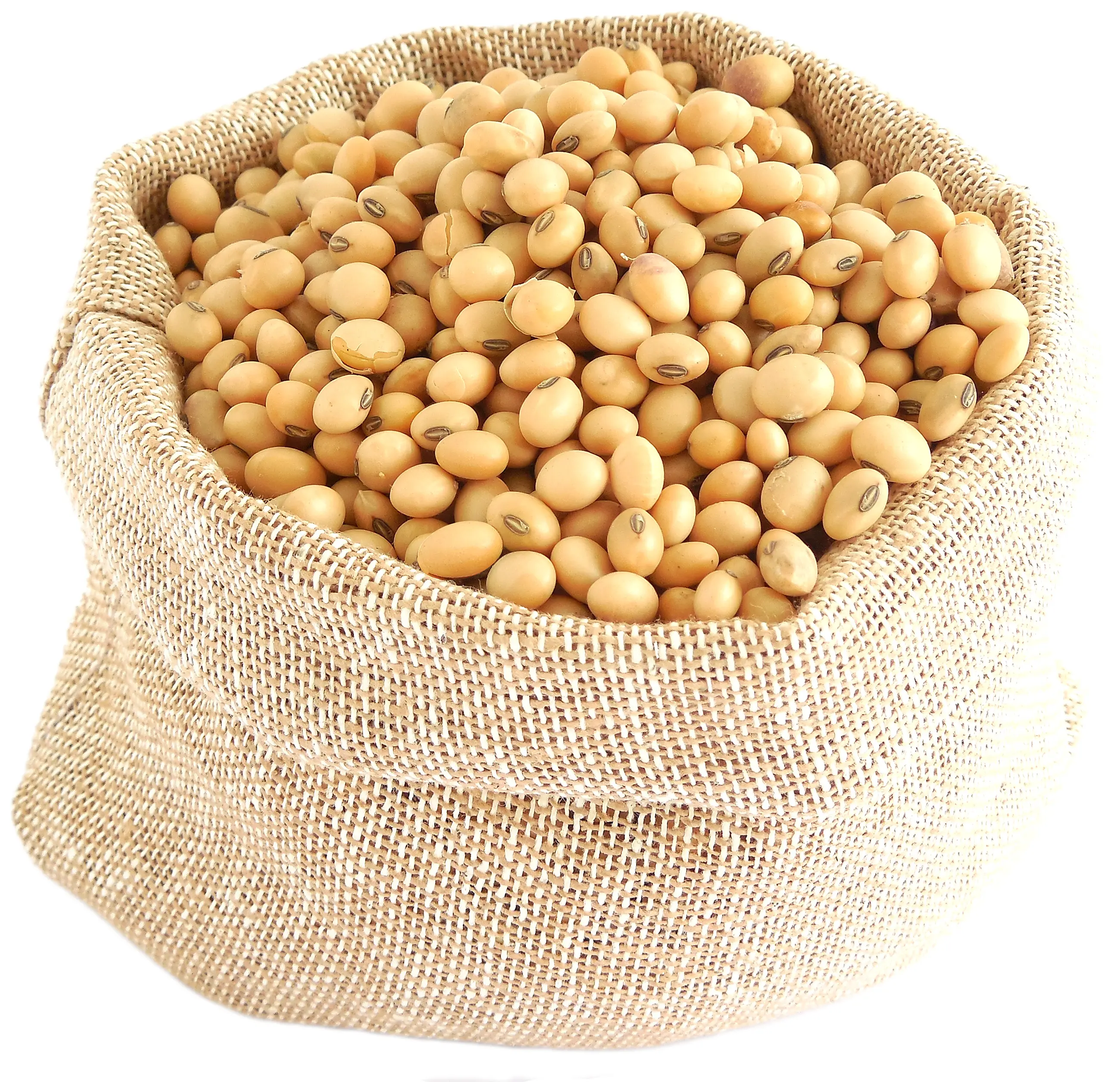 Hot Sale Soybeans ,Non gmo yellow soybean ,soya bean seed