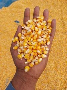 ข้าวโพดสีเหลือง/ข้าวโพดสีเหลืองสำหรับอาหารสัตว์ - Product Image 6