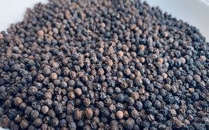Pimienta Negra de Vietnam, Granos de Pimienta Secos Enteros, Especia Natural Premium, Venta al por Mayor, Proveedor y Fabricante de Procesamiento de Alimentos - Product Image 3