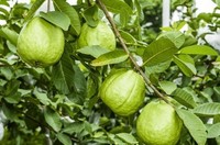 Wild Organic Guava Fruit Extract Poeder Voedingsmiddelkwaliteit voor Supplementen & Dranken Siammit Merk Groothandel Export Leverancier Uit Thailand