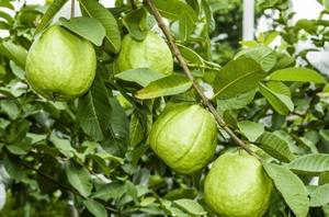 Polvo de Extracto de Guayaba Orgánica Silvestre de Grado Alimenticio para Suplementos y Bebidas, Proveedor de Exportación a Granel de Tailandia - Product Image 6