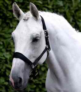 Cabestro Profesional para Caballo, Estilo Inglés, Construcción Resistente para Salto, Entrenamiento y Uso en Establos - Product Image 4