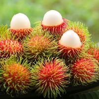 Premium verse rambutan voor export en groothandel - Kim Minh International