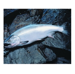 Filetes de Salmón Coho Congelados – Mariscos Congelados Premium para Exportación Internacional - Product Image 3