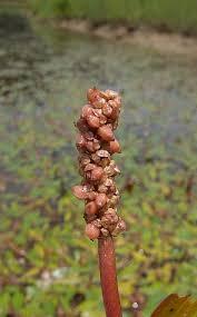 Semilla Pondweed - Product Image 3