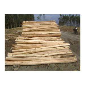 ไม้ยูคาลิปตัสและท่อนไม้ยูคาลิปตัสคุณภาพสูง - Product Image 6