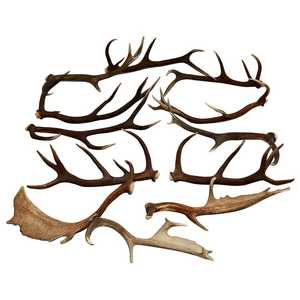 Natural Shed Whole Red Deer Antlers para la venta/Deer Velvet-Deer Antler / Red Deer Elk Antlers para la venta - Product Image 1