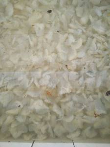 Medusas saladas al por mayor, marisco vietnamita fresco y delicioso, listo para comer para sus deliciosos platos - Product Image 5