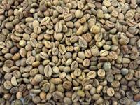 Nouvelle Récolte 2024 Café Robusta du Vietnam Grains Verts Grade 1 Poli à Humide Sacs de Jute de 60 kg Certifié ISO/HACCP Haute Qualité Prix Bas