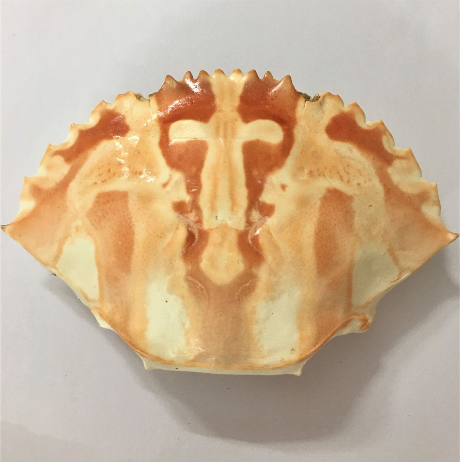 Раковина для сушеного краба для ресторана фарчи, вьетнамская/крабовый ракушка для пищевых продуктов