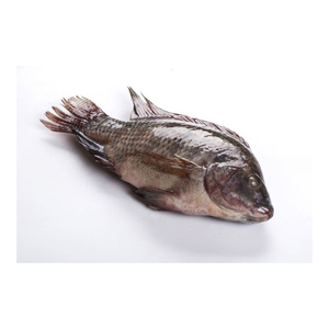 Pescado de tilapia entero congelado de calidad superior, ultracongelado y empaquetado listo para exportación - Product Image 3