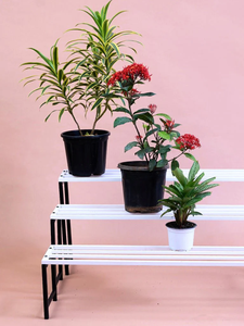 Taille personnalisée intérieur et extérieur métal noir jardinière ensemble élégant support pot de fleur pour la maison jardin décor - Product Image 3