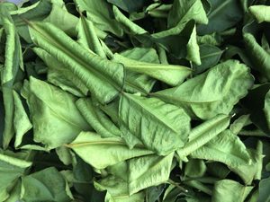 Hoja de Limón Seca del Delta de Vietnam |   Directo de Fábrica - Product Image 6