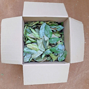 Feuilles de corossol séchées pour les boissons santé Idéal pour les infusions de thés et autres boissons soucieuses de leur santé tout vrai corossol - Product Image 5