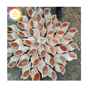 Trompeta conchas marinas Material de concha de mar único para la fabricación de joyas y artesanías de recuerdo Vietnam al por mayor - Product Image 3