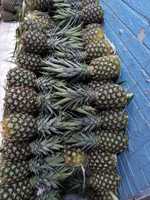 Hoge Kwaliteit Md2 Ananas Zoet En Vers Geëxporteerd Naar Eu Usa Japan-Beste Prijs Heerlijk Fruit/Anna Do Vilaconic