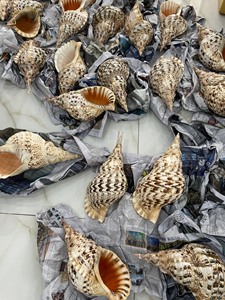 Vente en gros usine directe de haute qualité coquillage naturel trompette coquillages et escargot conque coquilles pour la décoration - Product Image 4