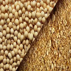 Farine de soja fermentée sans OGM à haute teneur en protéines pour le poulet, le poisson, le bétail et le porc, sacs de 50kg, récipient de 18 tonnes/20 pieds