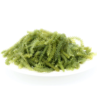 HAUTE VALEUR-RAISINS DE MER DU VIETNAM/CAVIAR VERT POUR L'EXPORTATION MONDIALE