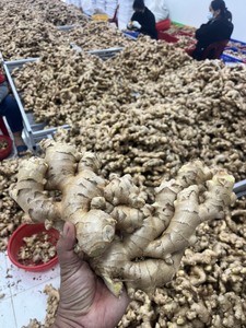 เวียดนามรากขิงสดรสเผ็ดธรรมชาติหอมส่วนผสมสำหรับปรุงอาหารแกงซอสหมักผักดองและการใช้อาหาร - Product Image 6