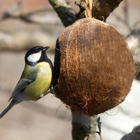 Vietnam naturel pas cher, coquille de noix de coco faite à la main, nid d'oiseau perroquet oiseaux sûrs et durables