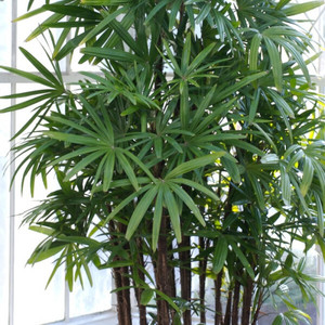 Planta de Palma Rhapis Excelsa para Interiores y Exteriores, Origen EC, Planta Natural - Product Image 1