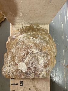 Conchas de nácar natural en tamaño de 5 pulgadas adecuadas para una variedad de aplicaciones técnicas ideales para reventa - Product Image 5