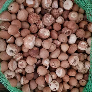 جوز التنبول الطازج المجفف بسعر الجملة مع جوز التنبول المجعد القياسي بمعايير التصدير من Areca Nut supplies Akina