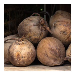 Noix de coco mûre fraîche du Vietnam soigneusement sélectionnée pour une nutrition gustative supérieure et une qualité d'exportation constante pour les acheteurs mondiaux - Product Image 6