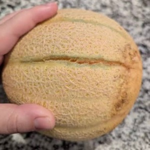 Premium Class I <b>Fresh</b> Cantaloupe <b>Melons</b> - High Brix Sweetness - Bulk Export Grade Musk <b>Melons</b> - Product Image 3