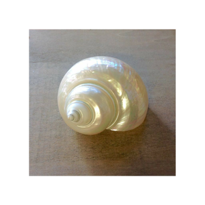 Coquille de Turbo Jade géante de 10-12 cm - Coquille de conque blanche/verte polie pour une décoration côtière haut de gamme - Product Image 2