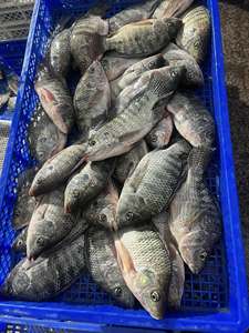 Envío Rápido, Tilapia Negra Congelada al por Mayor, Eviscerada y Descamada, Fresca, IQF, IWP, Paquete a Granel de 10 kg, 12 Meses de Duración - Product Image 6