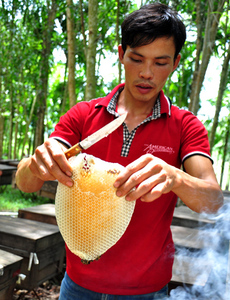 Vietnam <b>honeycomb</b> honey processed for export with clean presentation solid structure and attractive visual appeal - Product Image 5