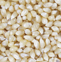 Grains de maïs jaunes pour pop-corn, qualité alimentaire, 100% naturels, forme ronde, caramel, Brésil, durée de conservation de 24 mois, sacs tissés en PP